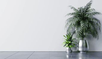 Plantas de Mesa e Chão